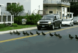 https://thequizmastersbackup.files.wordpress.com/2013/04/ducks-crossing-the-road.gif